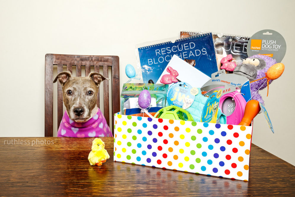 Easter Competition Time | Dog Photos Sydney
