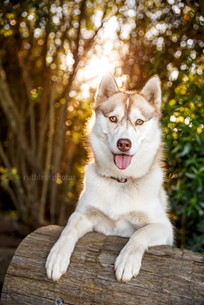 gorgeous red husky female posing with feet on log and backlight bokeh