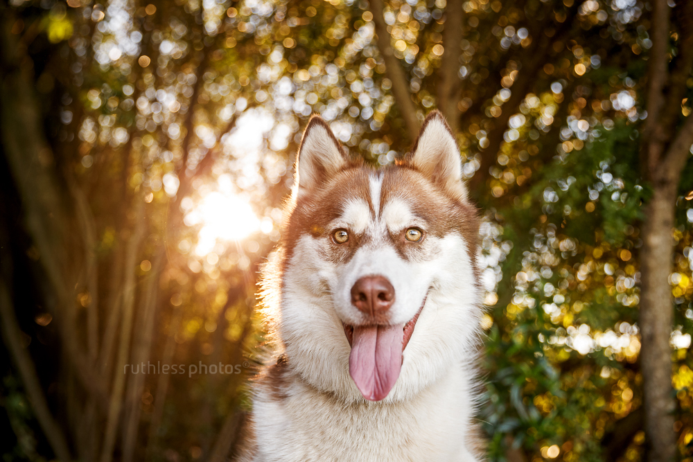 smiling red husky male with backlit trees bokeh