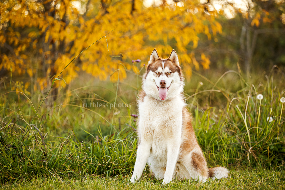 red husky x malamute male sitting in front of autumn colours