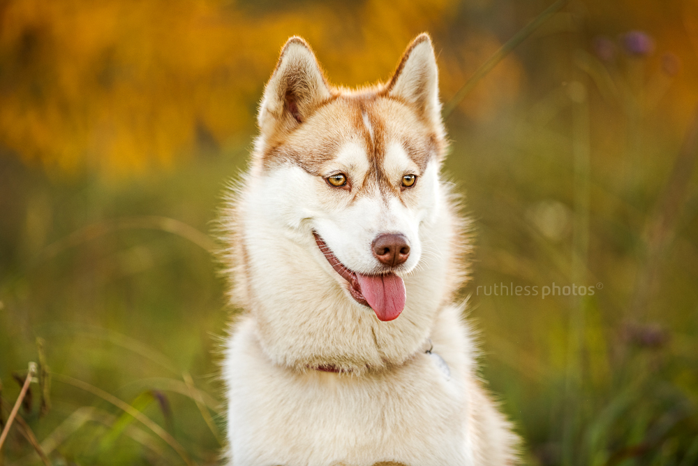 female husky headshot autumn colours