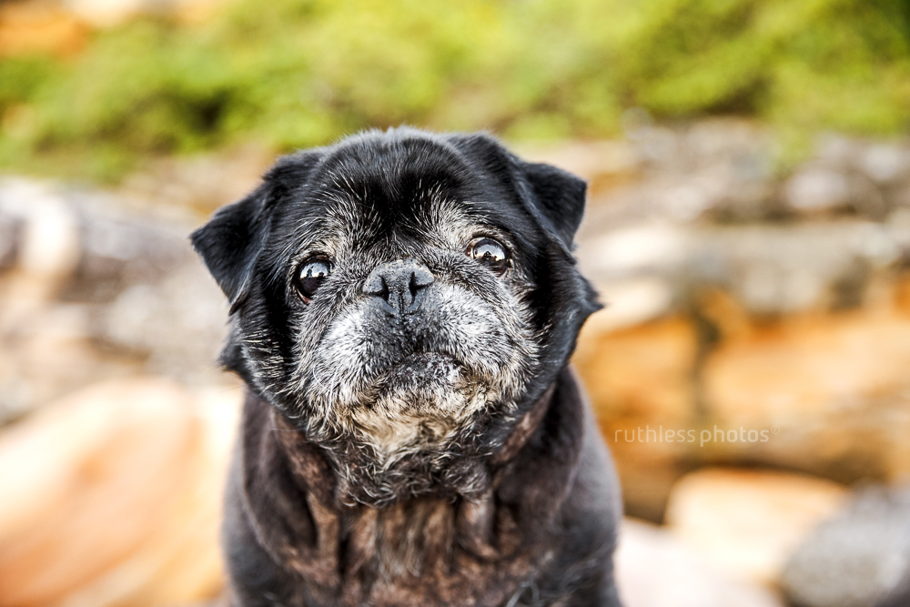 senior black pug dog standing on rocks with funny face