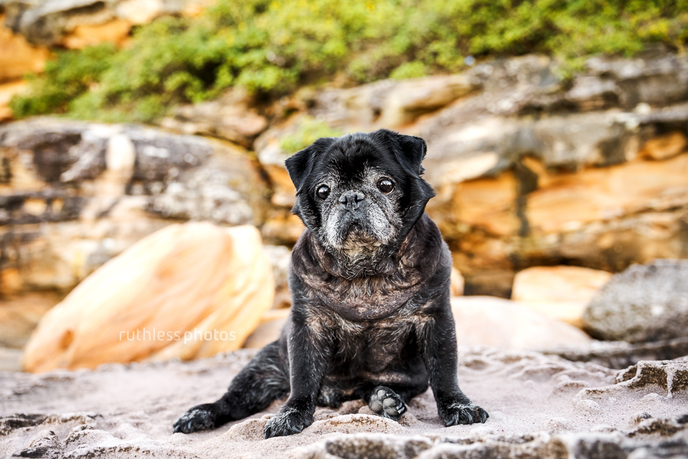 senior black pug dog sitting on rock