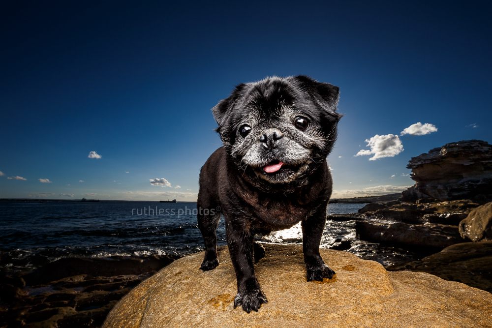 smiling old black pug dog standing on rock against big blue sky