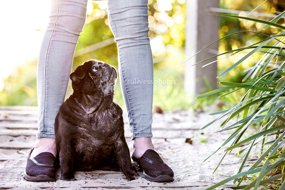 old black pug dog sitting between owner's feet and looking up