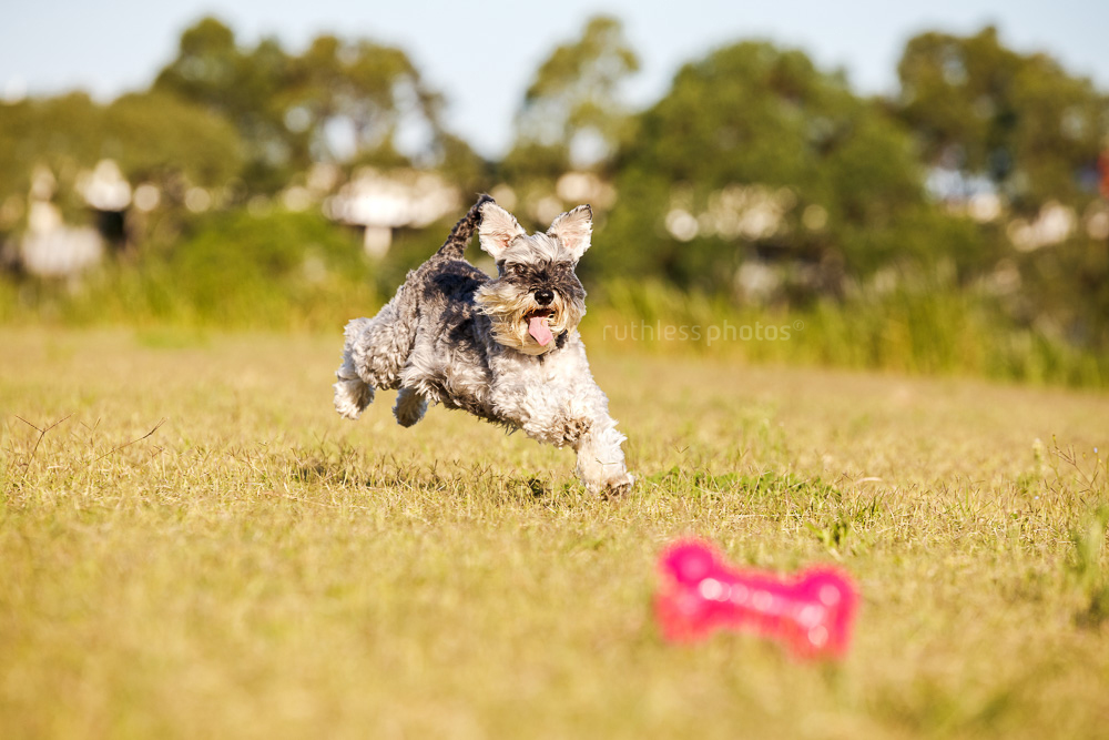 schnauzer chasing pink bone toy