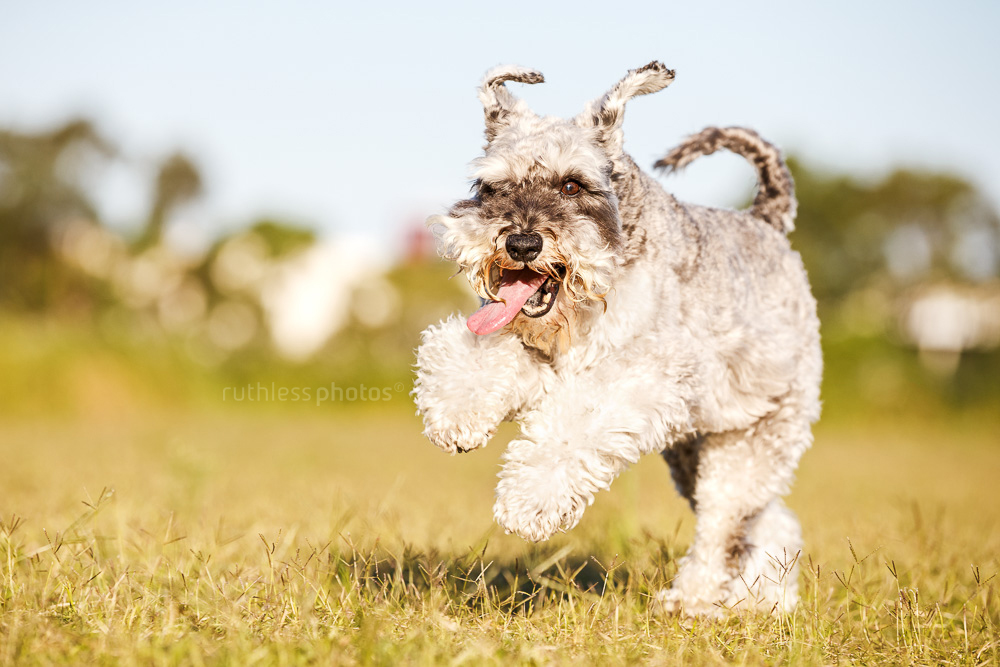 schnauzer running with tongue hanging out