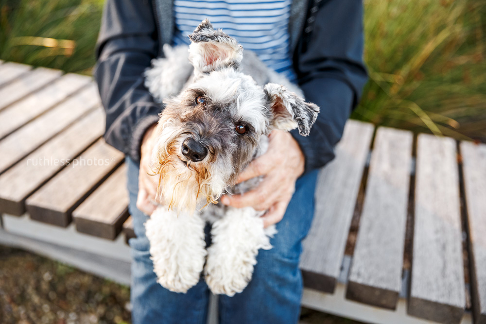 schnauzer sitting on owner's lap on wooden bench with head tilt