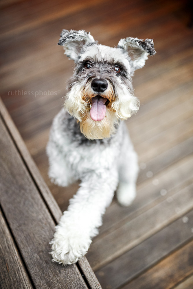 schnauzer on wooden deck with paw raised
