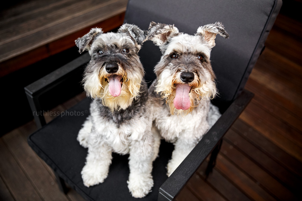 two schnauzers sitting in a chair