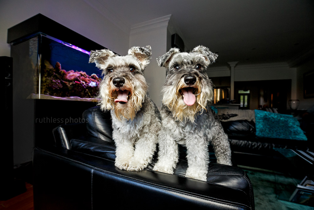 two schnauzers standing on a leather sofa with fish tank in background