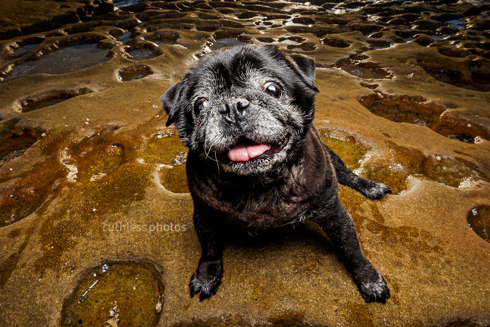 crazy eyes old black pug dog sitting on rocks