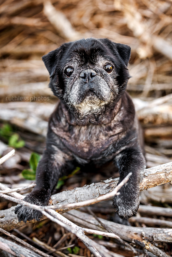 old black pug dog sitting amongst twigs