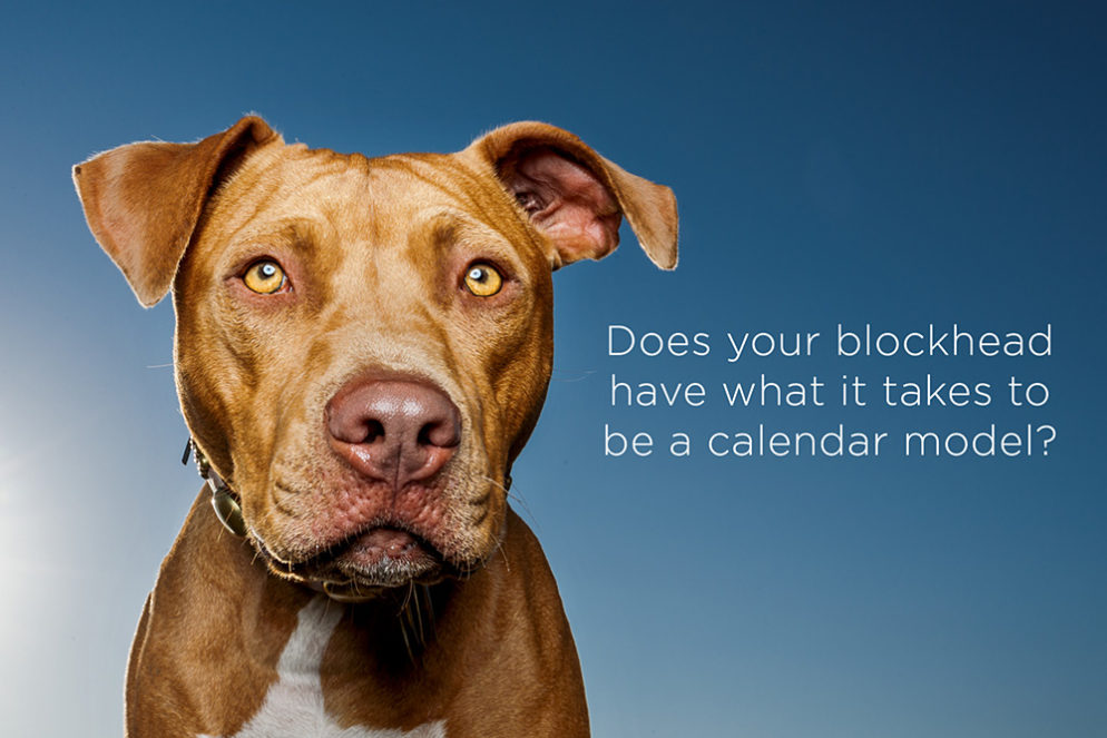 Rescued Blockheads calendar – dog model call