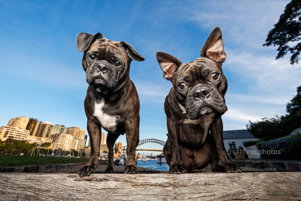 Rex and Hercule | Dogs of Sydney