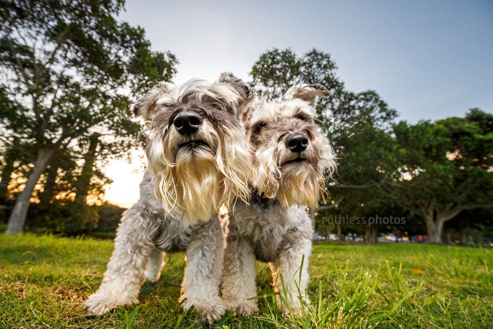 Bella and Beryl | Sydney Dog Photographer