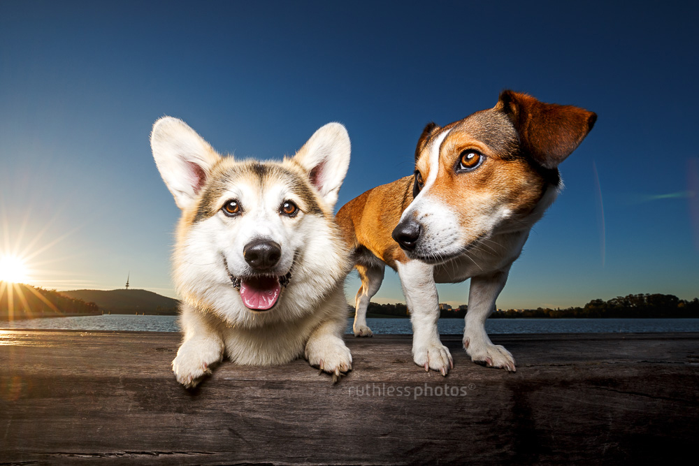corgi and terrier standing on wooden beam with sun behind and blue sky