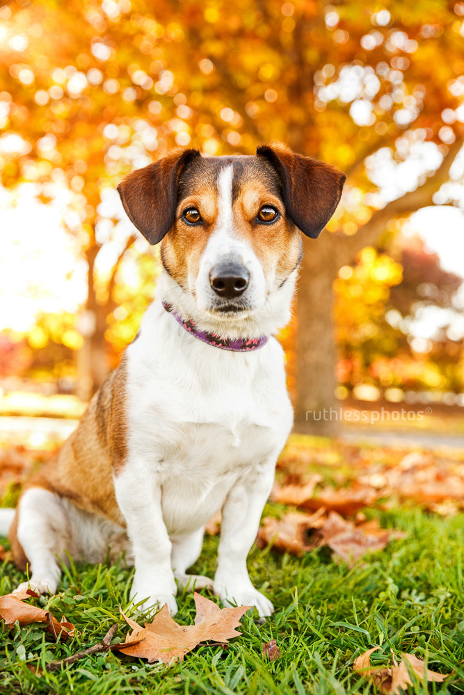 terrier type rescue dog sitting in park under autumn trees and leaves