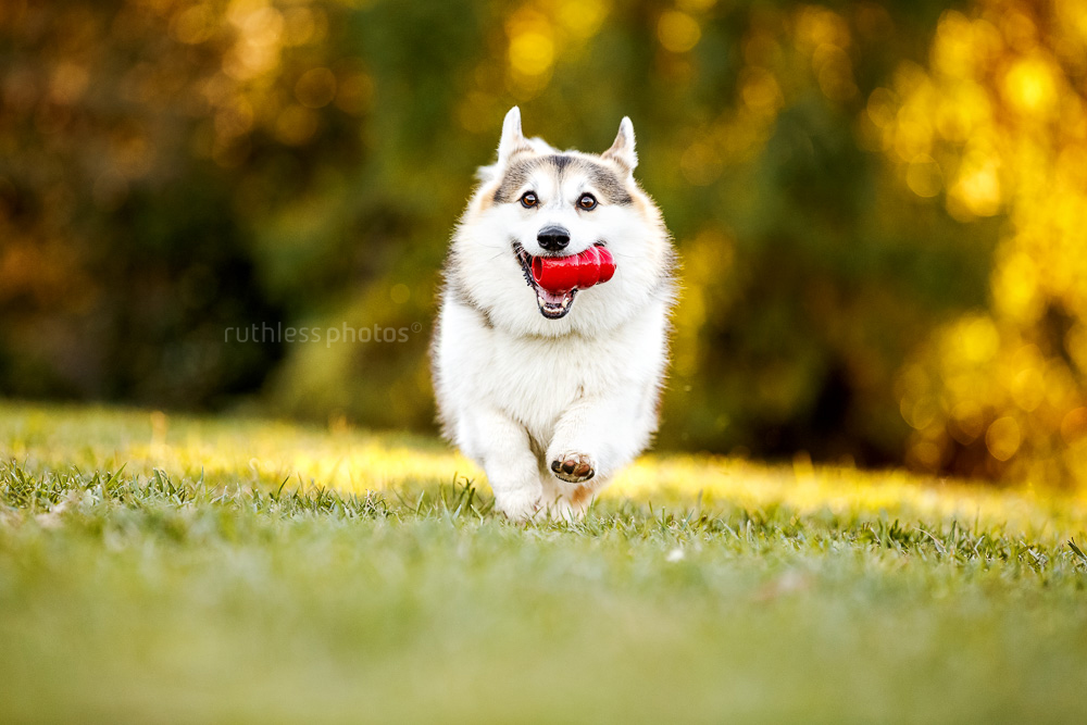 corgi running with kong in mouth