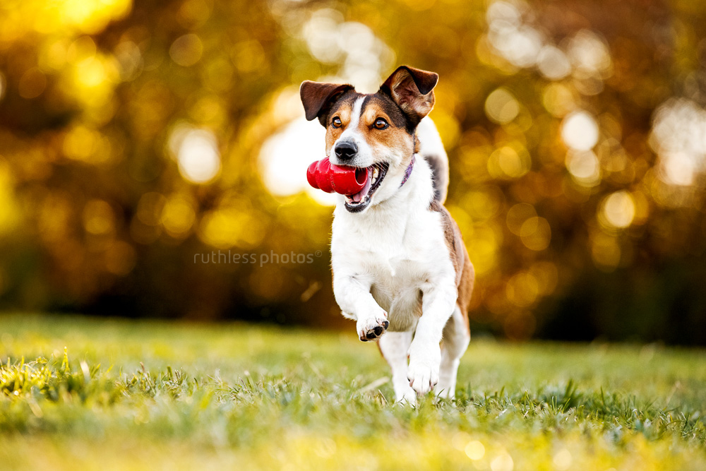 small terrier running with Kong in mouth