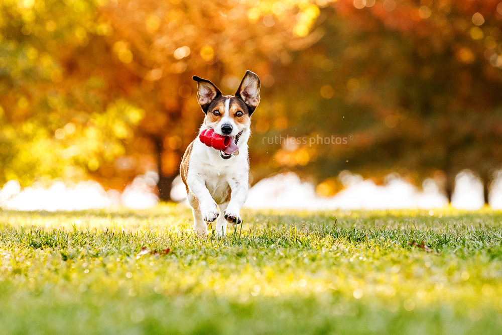 small terrier running with Kong in mouth autumn colours