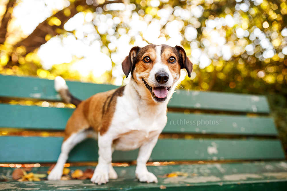 happy jack russell type dog standing on green park bench with autumn leaves underneath