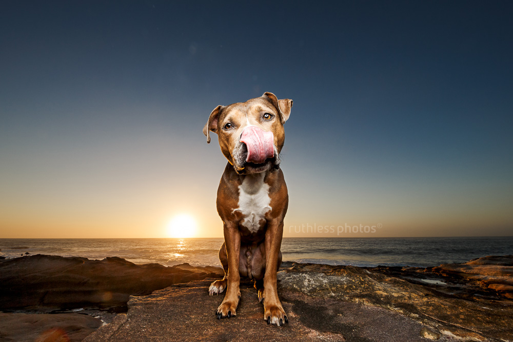 handsome blue fawn Staffy rescue dog sitting on rocks at sunrise at Maroubra Beach licking nose