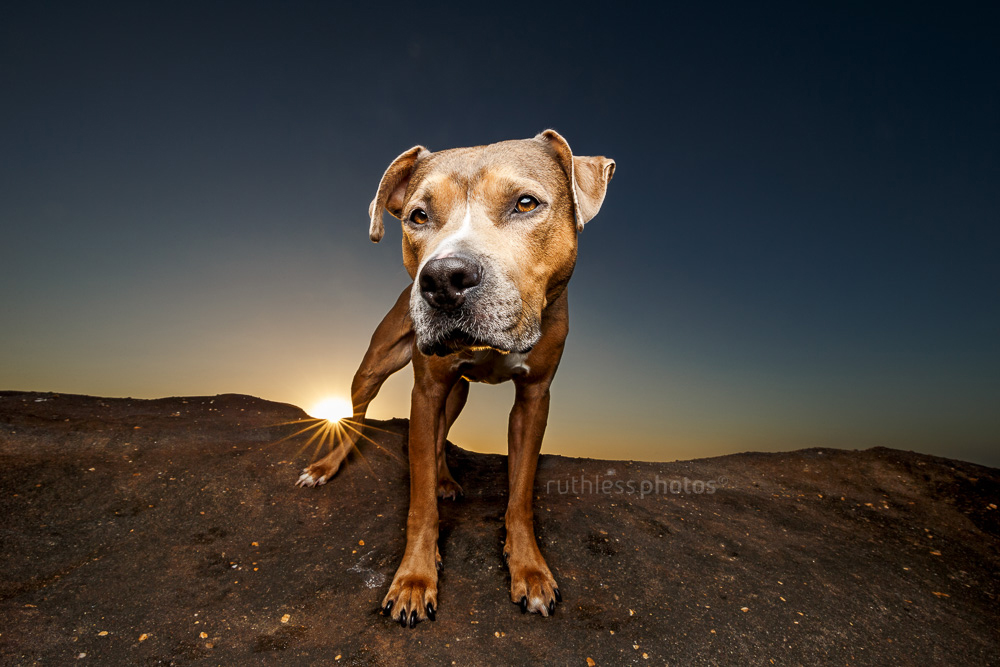 sable pitbull type dog standing on rocks wide angle bobble head lens flare