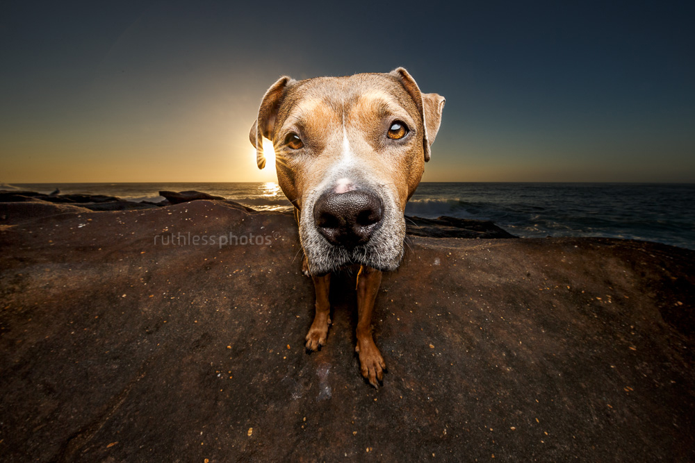 blue fawn sable American Staffordshire Terrier standing on rocks wide angle bobble head sunrise starburst lens flare