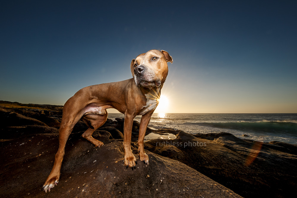 lean pitbull type dog posing on rocks at sunrise wide angle lens flare