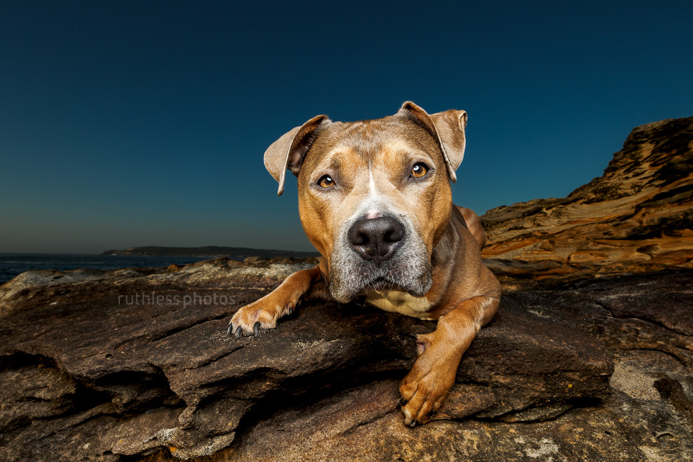 ridiculously good looking pitbull type dog lying on rocks at sunrise blue sky shot with profoto b2 flash