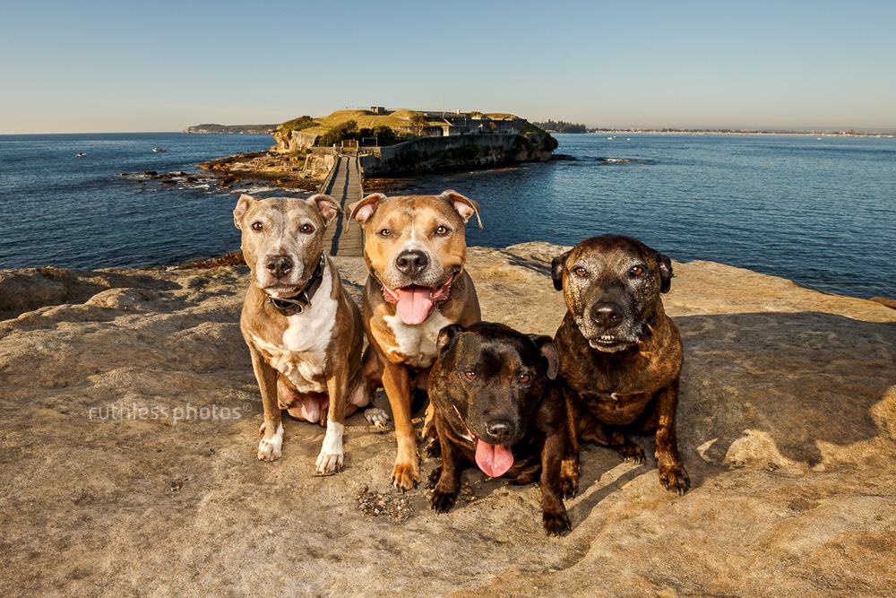 Pack of four rescue bull breeds, pit bull type dogs, sitting on a rock