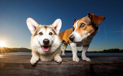 Albert and Penny – Canberra Pet Photography