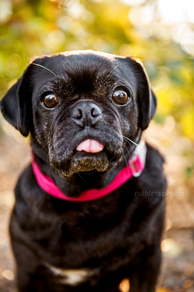 black pug with tongue sticking out