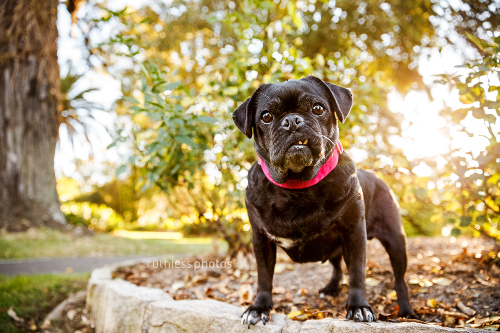 black pug standing in flowerbed with angry face and snaggletooth