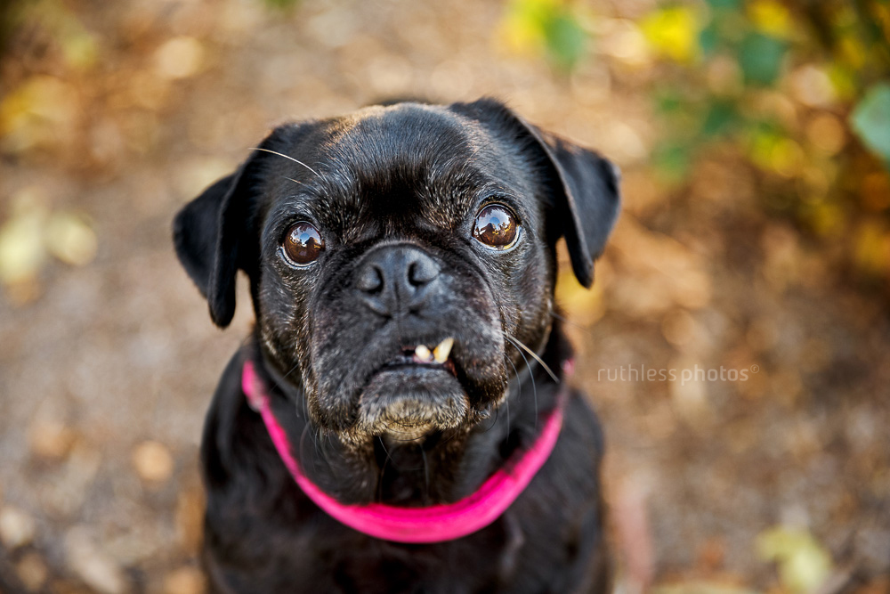 pug wearing pink collar with funny face and snaggletooth