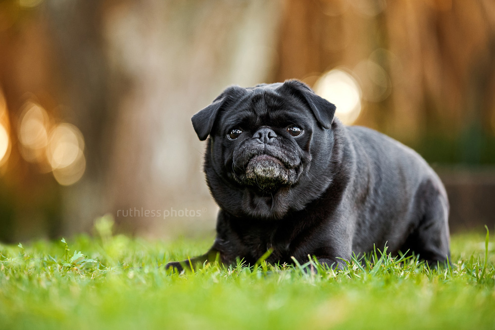 black pug lying on grass looking like a loaf of bread