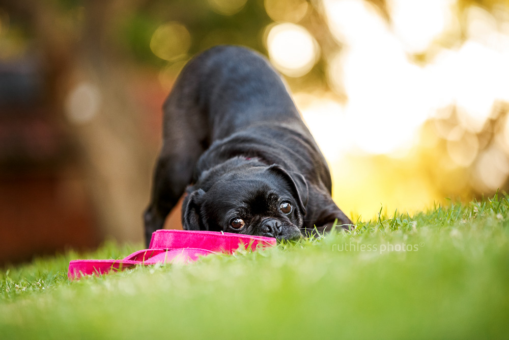 black pug in a play bow