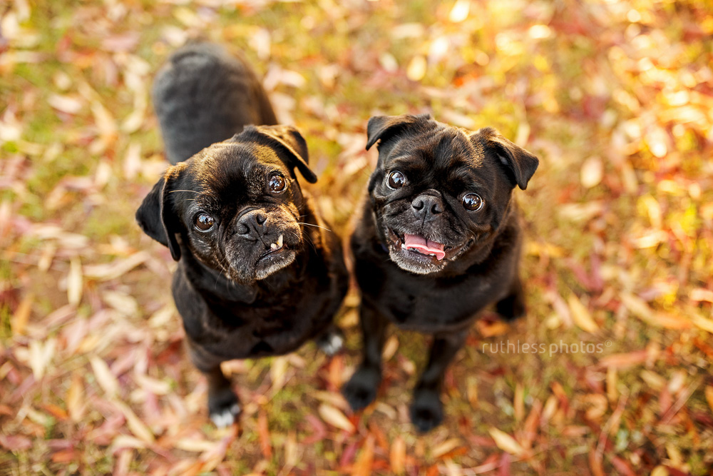 two black pugs sitting in autumn leaves