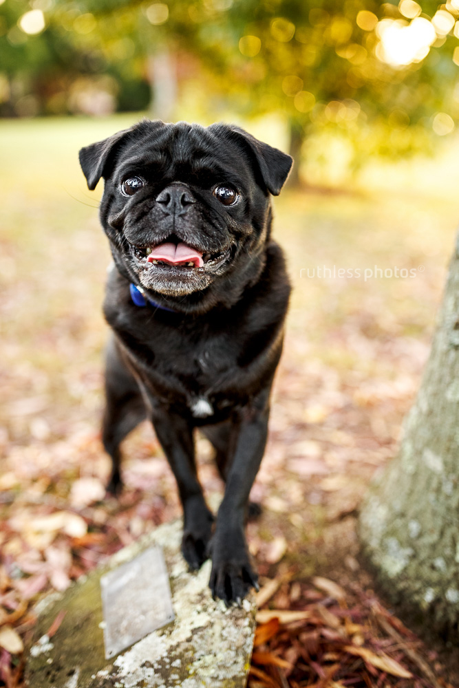 smiling black pug dog posing for the camera