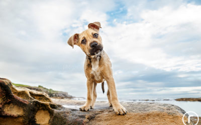 Adopt Me 02.17 – Rescue Dog Photographer Sydney