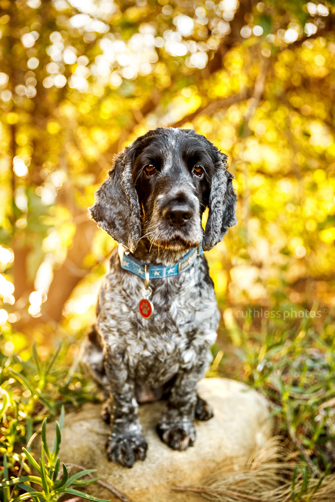 black and white cocker spaniel dog sitting on a rock with bokeh