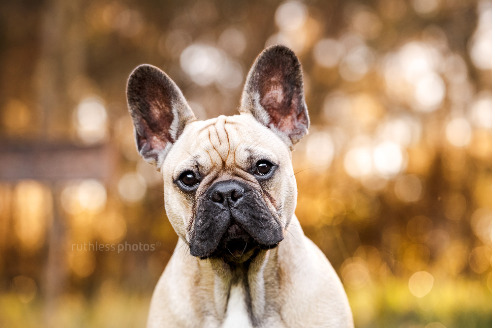 handsome fawn french bulldog with black mask headshot with bokeh