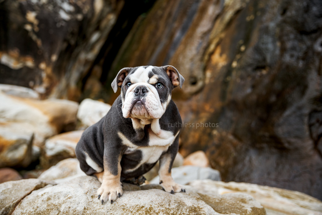 tricolour exotic british bulldog puppy sitting on rocks