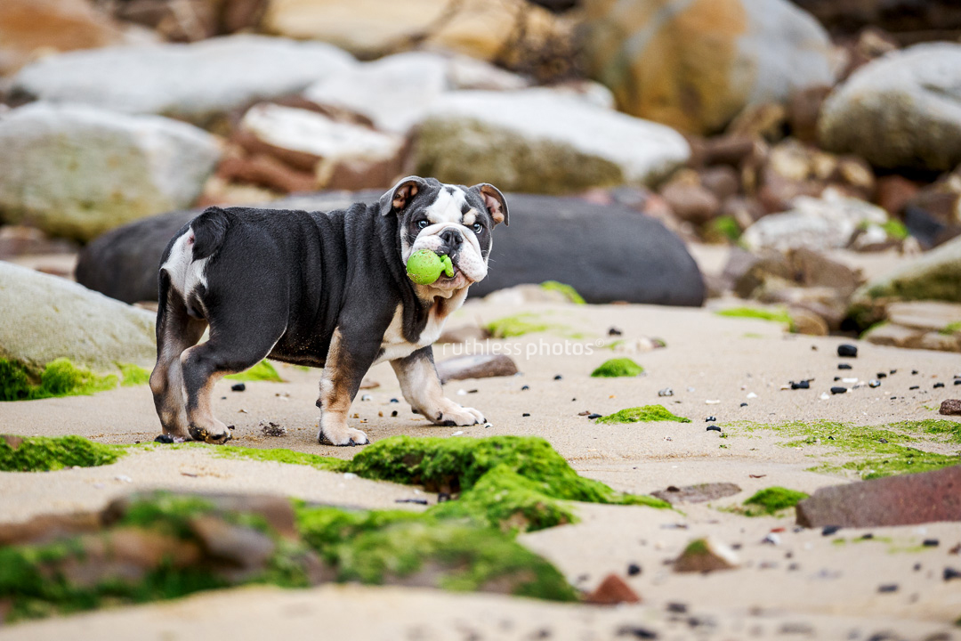 tricolour exotic british bulldog puppy running on beach with green cuz toy