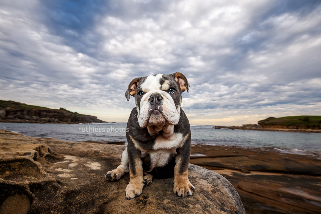 cranky tricolour exotic british bulldog puppy sitting on rocks with big sky