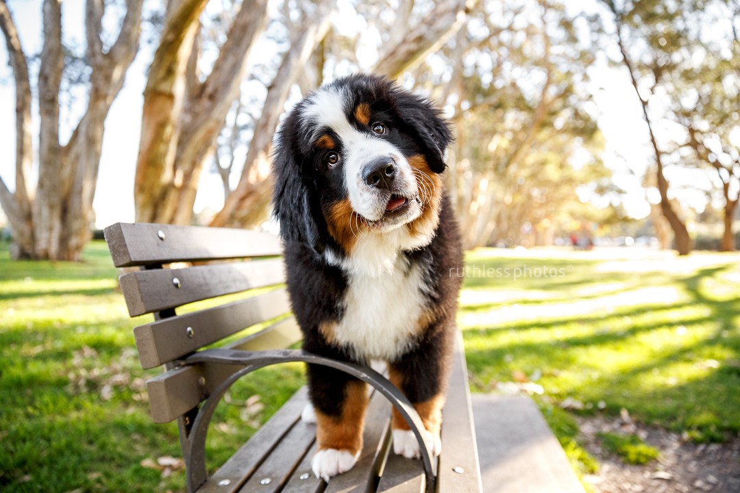 bernese mountain dog puppy standing on bench at park with head tilt