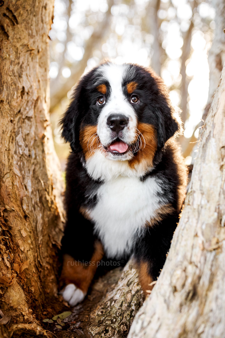 bernese mountain dog puppy standing in the crook of a paperbark tree