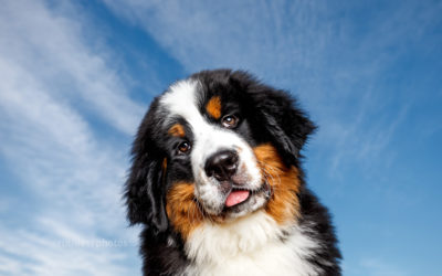 Viggo the Bernese Mountain Dog – Puppy Photographer