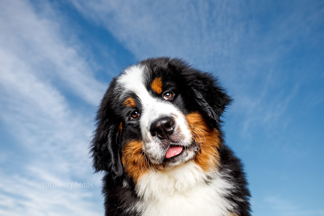 bernese mountain dog puppy headshot against big blue sky with head tilt